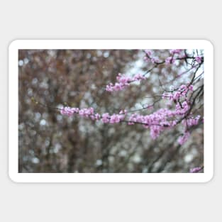 Red Bud Tree Sticker